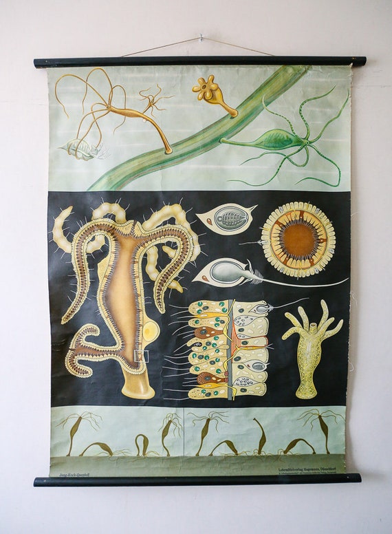Original BOTANICAL Vintage German School Wall Chart FRESHWATER HYDRA Polyp Botany Beautiful Rare Jung Koch Quentell