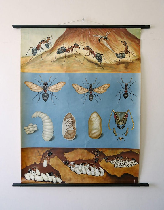 Original ZOOLOGICAL Vintage German School Wall Chart FLYING ANTS Zoology Insect Beautiful Rare Jung Koch Quentell