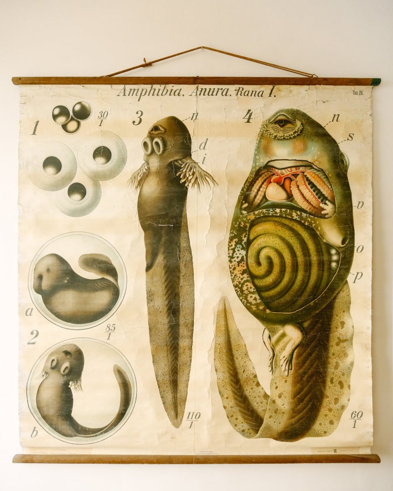 Original ZOOLOGICAL Vintage German School Wall Chart NEWT Amphibia ...