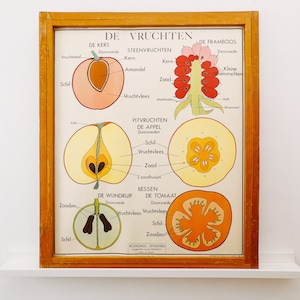 Original de doble cara BOTÁNICO Vintage Mid Century Flemish School Wall Chart HOJAS FRUTA BOTÁNICA Hermosa Rara Rossingnol