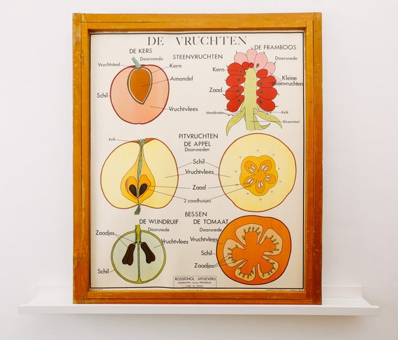 Original Double-Sided BOTANICAL Vintage Mid Century Flemish School Wall Chart FRUIT LEAVES Botany Beautiful Rare Rossingnol