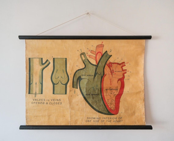 Original ANATOMICAL Vintage School Chalk Wall Chart HEART CIRCULATORY Cardiac Cariovascular System Ventricles Beautiful Rare John Collie