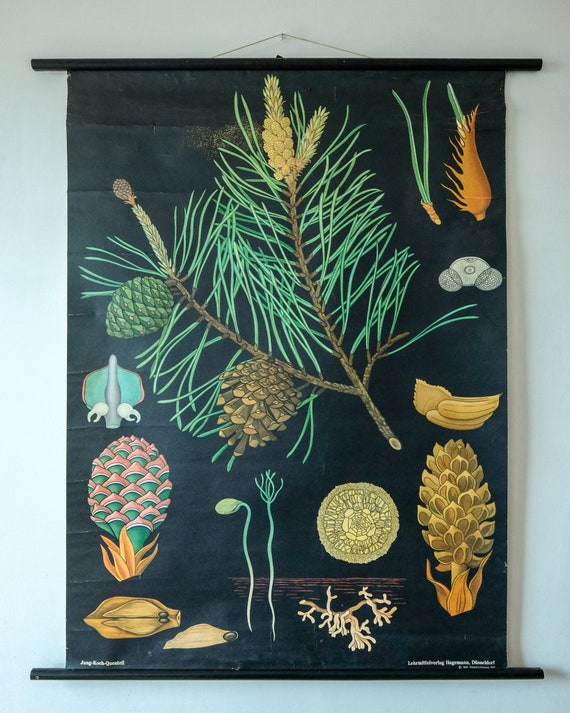 Original BOTANICAL Vintage German School Wall Chart PINE TREE Cone Botany Beautiful Rare Jung Koch Quentell