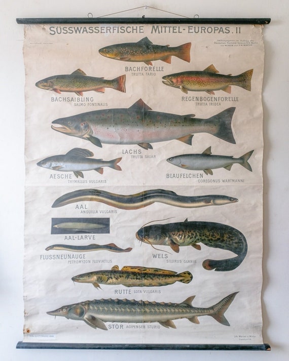 Huge Original ZOOLOGICAL Vintage German School Wall Chart European FRESHWATER FISH Zoology Marine Biology Beautiful Rare Hein Winter