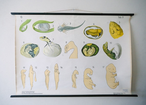 Original ZOOLOGICAL Vintage German School Wall Chart EMBRYOLOGY Zoology Beautiful Rare Dr Smalian