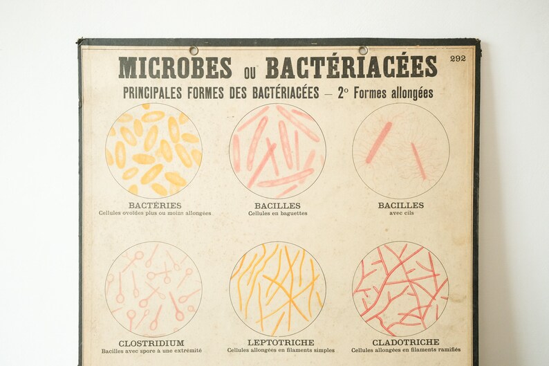 Beautiful Pathogen Four Original ANATOMICAL Vintage Antique French School Teaching Plates ...