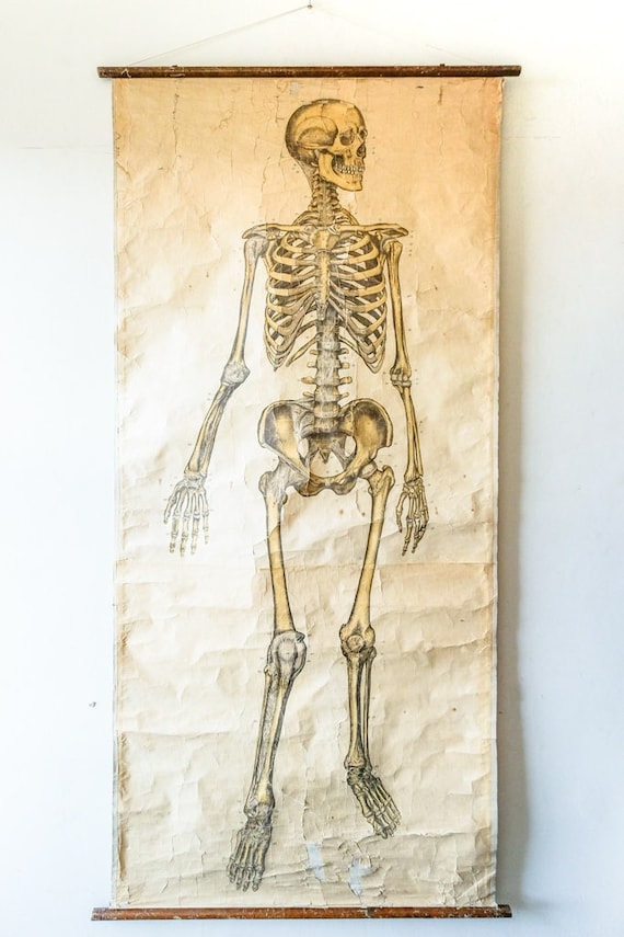 Original ANATOMICAL Vintage Antique French Educational School Wall Chart AUZOUX Human SKELETON Full Length Anatomy Science Medicine Rare