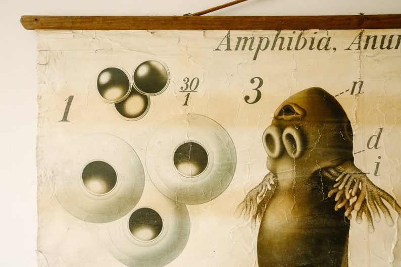 Newt Chart Original ZOOLOGICAL Vintage German School Wall Chart NEWT Amphibia ...