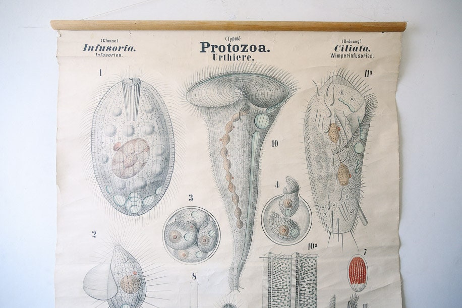 Zoology Chart