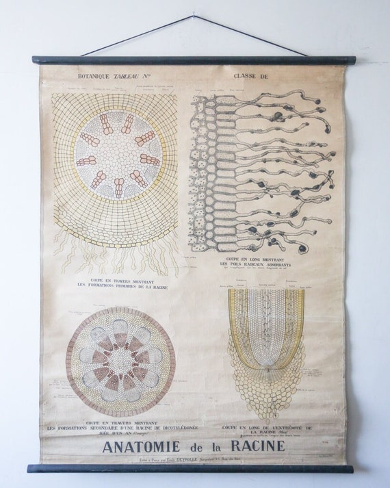 Late 19th Century Original BOTANICAL Vintage French School Wall Chart ROOT ANATOMY Botany Plant Beautiful Rare Emile Deyrolle