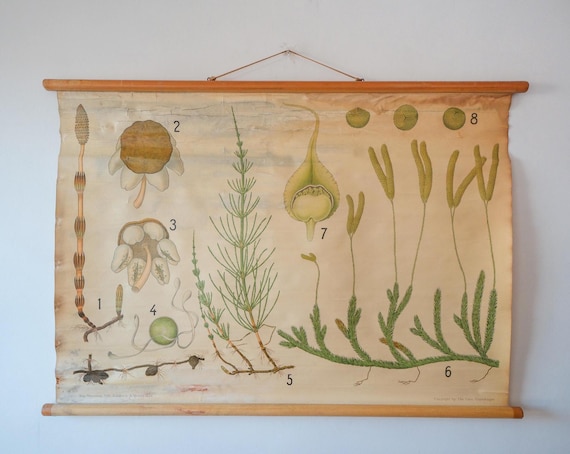 Original BOTANICAL Vintage Mid Century Danish School Wall Chart Plant HORSETAIL Botany Beautiful Rare Warming and Balslev