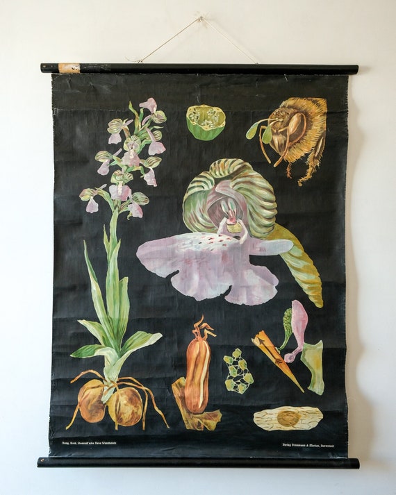 Original BOTANICAL Vintage Antique German School Wall Chart Early PURPLE ORCHID Botany Beautiful Rare Jung Koch Quentell