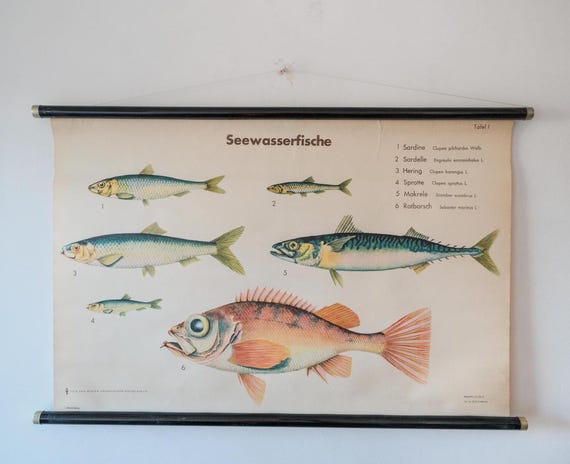 Original ZOOLOGICAL Vintage German School Wall Chart European SALTWATER FISH Zoology Marine Biology Rare Volk Vissen