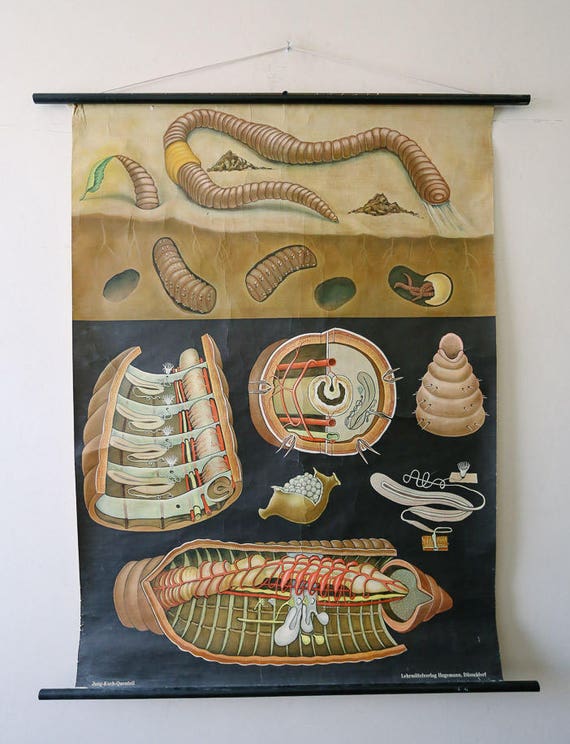 Original ZOOLOGICAL Vintage German School Wall Chart WORM EARTHWORM Zoology Beautiful Rare Jung Koch Quentell
