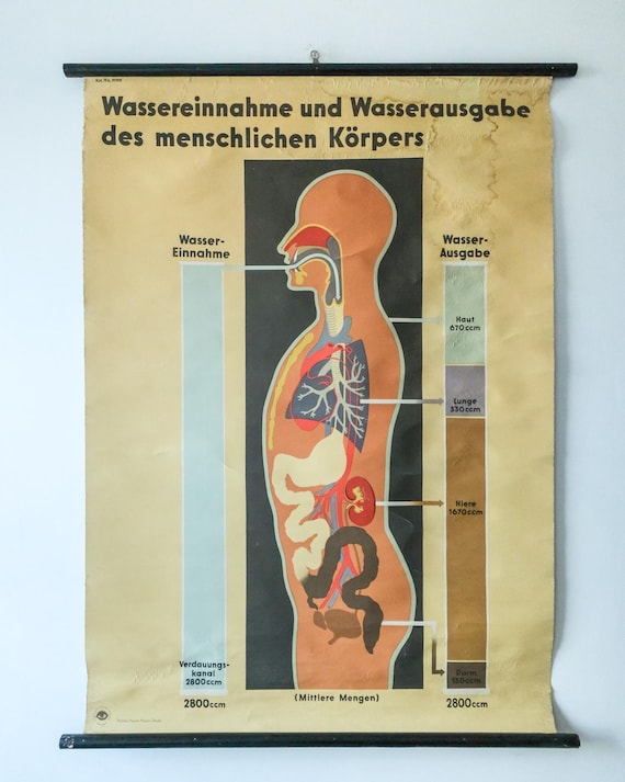 Original ANATOMICAL Vintage German Educational School Wall Chart Human Water INGESTION EXTRETION Human Deutsches Hygiene Museum Rare