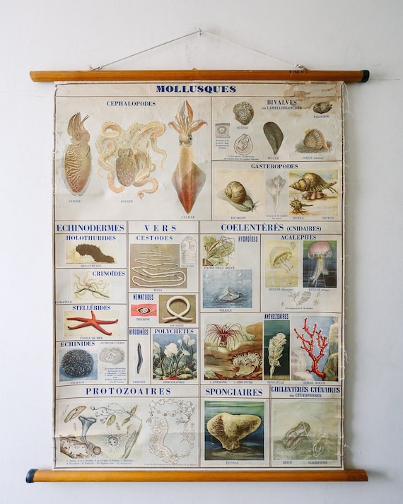 Original ZOOLOGICAL Vintage French School Educational Wall Chart MOLLUSCS Marine Biology Zoology Beautiful Rare Natural History