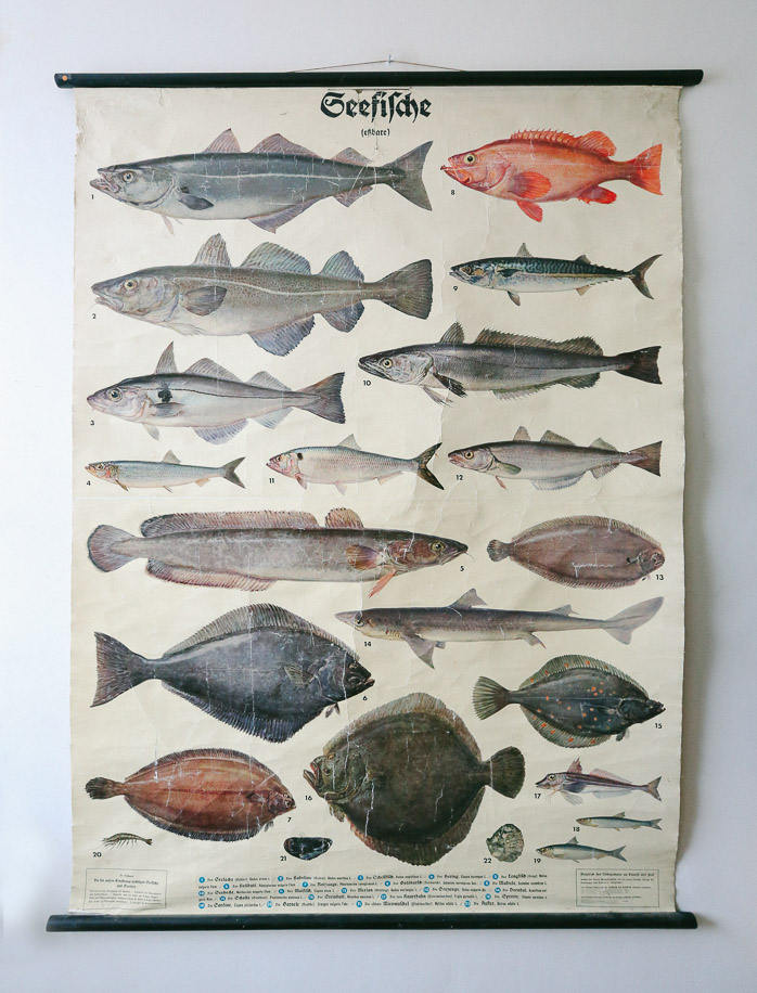 Saltwater Fish Picture Chart