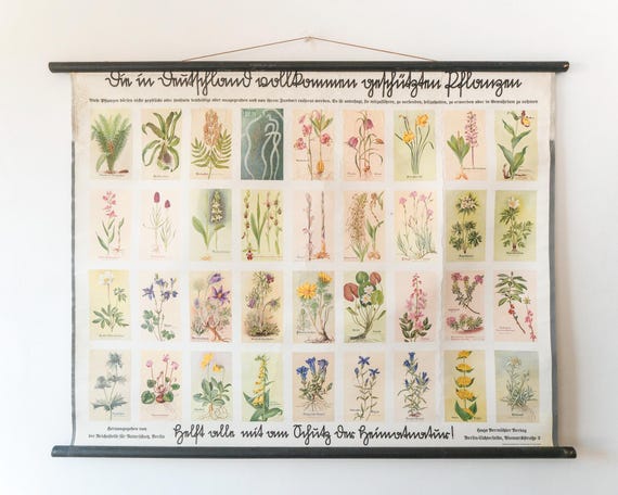 Original Small BOTANICAL Vintage 1930s German School Educational Wall Chart Various Protected PLANTS Botany Beautiful Rare