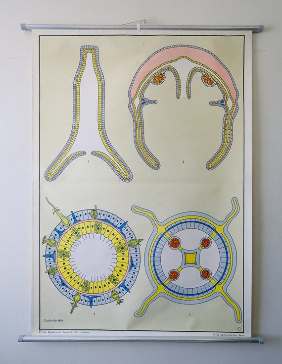 Original ZOOLOGICAL Vintage German School Wall Chart COELENTERA Zoology Beautiful Rare Dr Lips