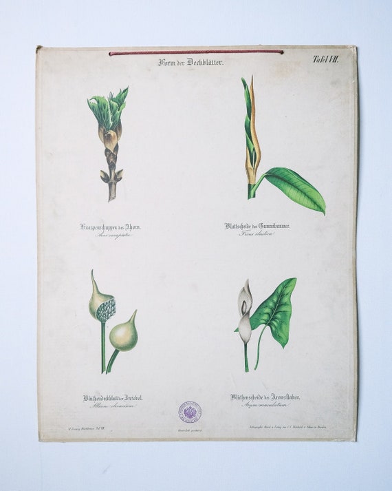 Original ANTIQUE BOTANICAL Vintage German LITHOGRAPH Print 1850 Meinhold Botany Flowers Plants 19th Century