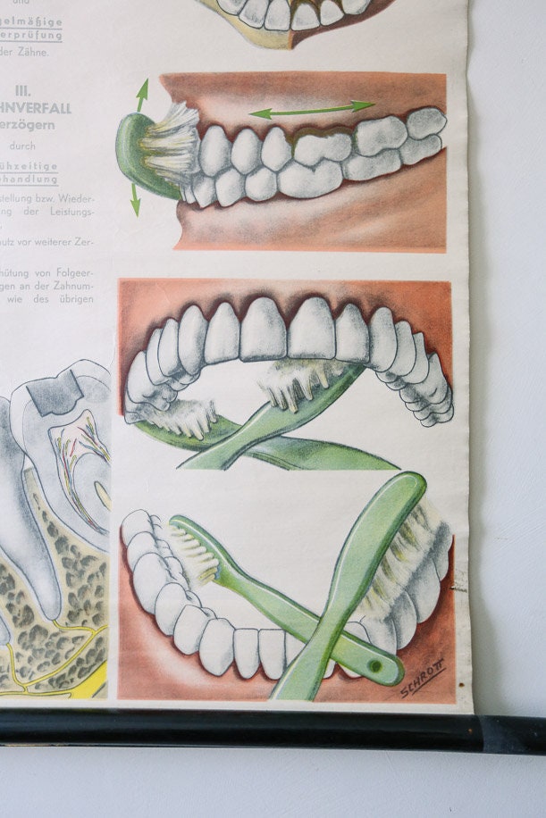 Original ANATOMICAL Vintage German Educational School Wall Chart TEETH