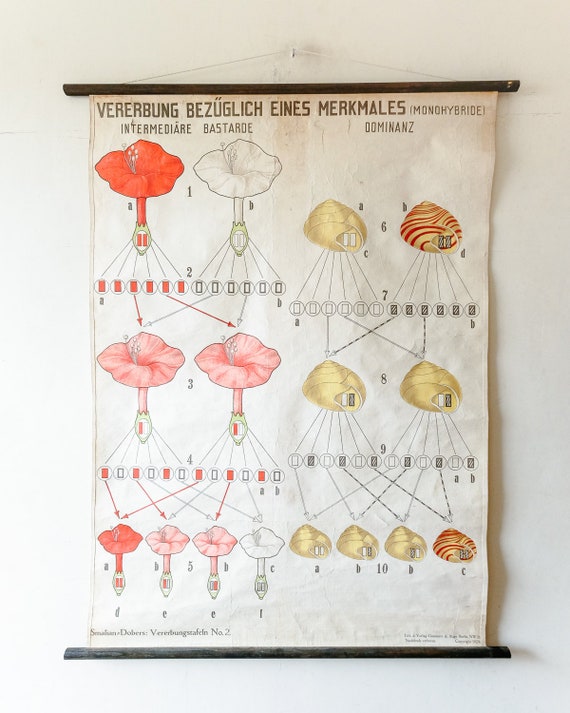 Original BOTANICAL Vintage German School Wall Chart 1920s Flower INHERITANCE Plant Biology Flowers Botany Beautiful Rare Pink White