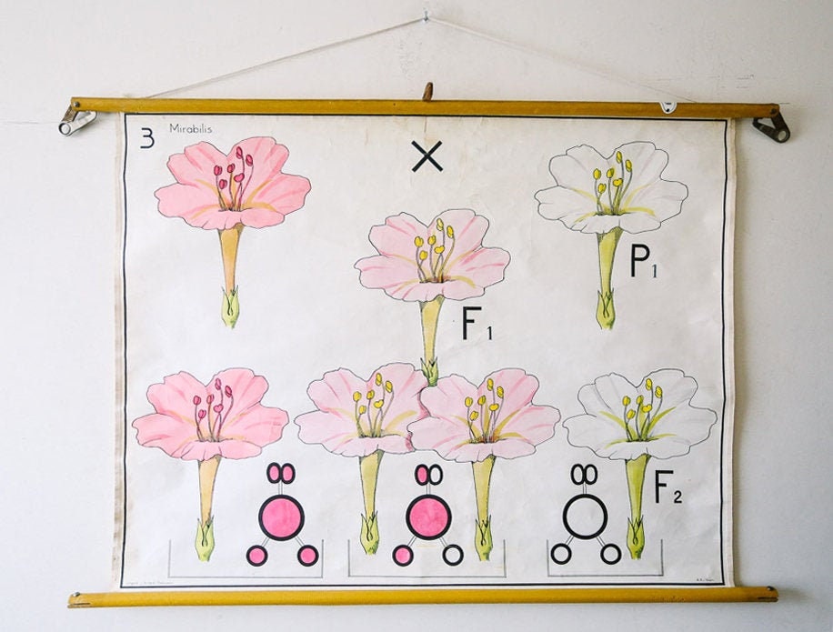 Flower Chart For School