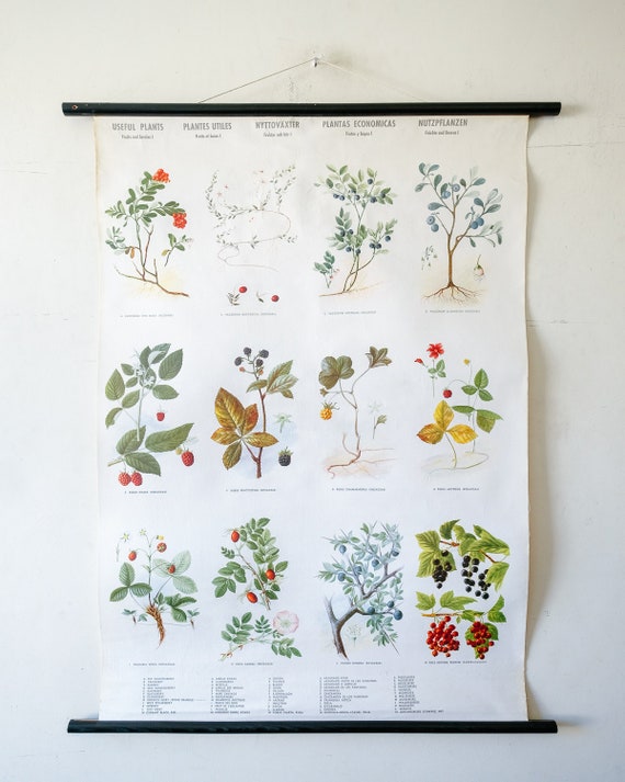 Original BOTANICAL Vintage Mid Century Swedish School Wall Chart BERRIES FRUITS Woodland Botany Beautiful Rare
