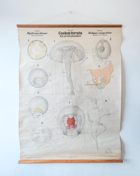 Original Antique Rudolf LEUCKART ZOOLOGICAL Vintage German School Wall Chart Coelenterata JELLYFISH Zoology Beautiful Rare