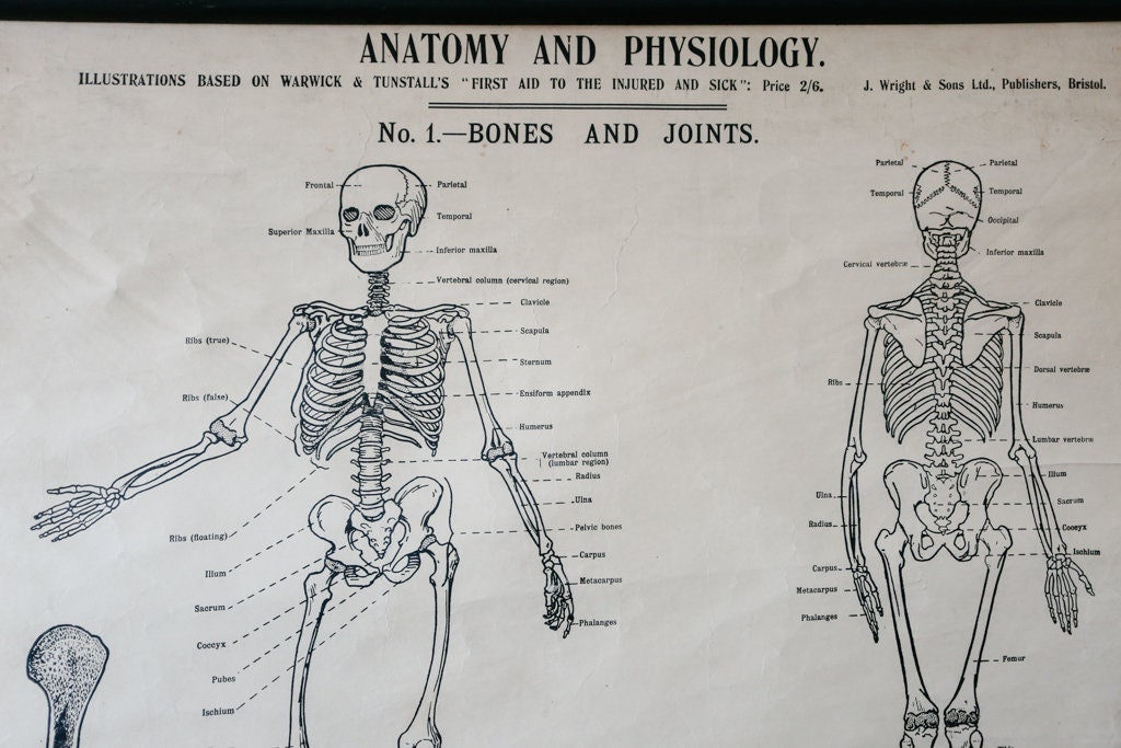 Original ANATOMICAL Vintage British School Wall Chart Human SKELETON ...