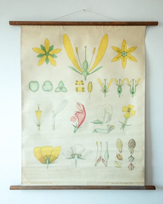 Original BOTANICAL Vintage Mid Century Swedish School Wall Chart FLOWER PETALS Botany Beautiful Rare