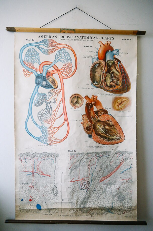 Max Brodel Anatomical Chart