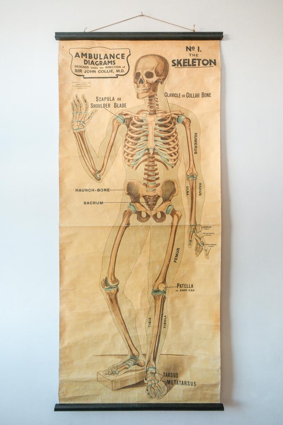 Original ANATOMICAL Vintage British Educational School Wall Chart Human SKELETON John Collie Full Length ANATOMY Science Beautiful Rare