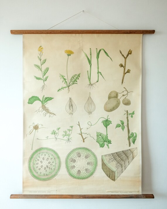 Original BOTANICAL Vintage Mid Century Swedish School Wall Chart PLANT LEAVES Botany Beautiful Rare