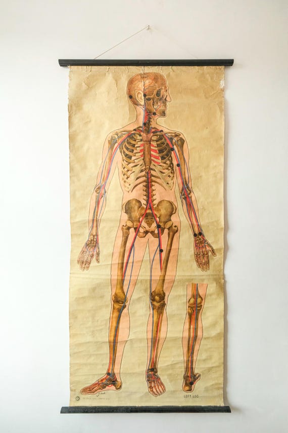Original ANATOMICAL Vintage British Educational School Wall Chart Human SKELETON St John's Ambulance J Teck Full Length ANATOMY Science
