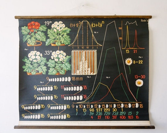 Original Antique BOTANICAL Vintage German School Wall Chart FLOWER INHERITANCE Plant Biology Flowers Botany Beautiful Rare