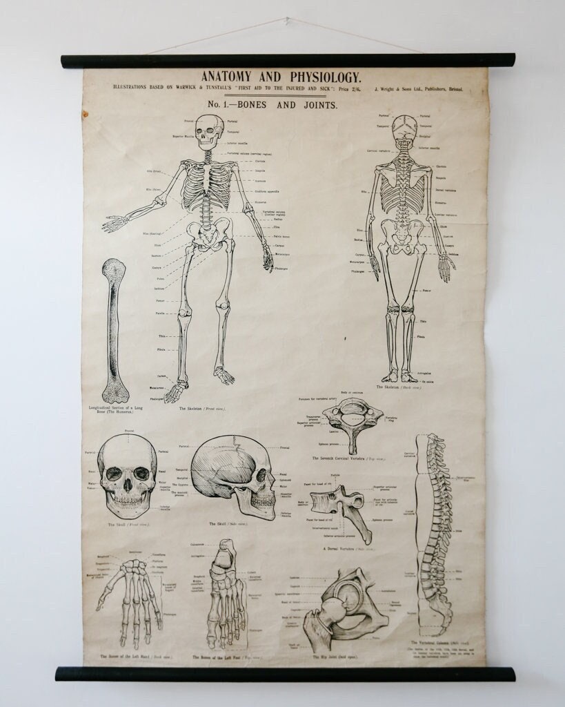 Original ANATOMICAL Vintage British School Wall Chart Human SKELETON ...