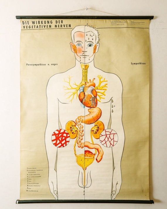 Original ANATOMICAL Mid Century Vintage German Educational School Wall Chart Parasympathetic NERVOUS SYSTEM Nerve Anatomy Science Rare