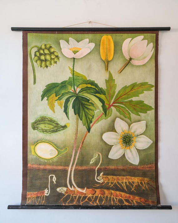 Original BOTANICAL Vintage German School Wall Chart ANEMONE Botany Beautiful Rare Jung Koch Quentell