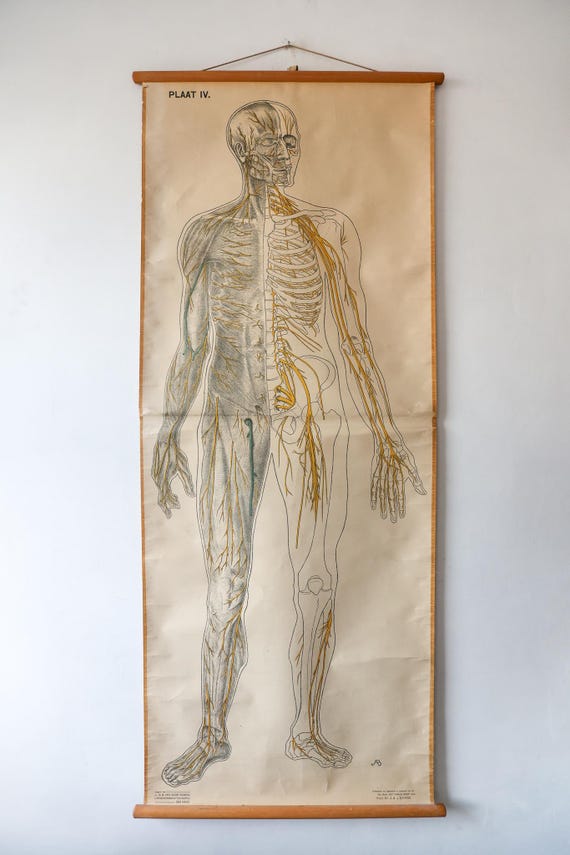 Original ANATOMICAL Vintage Dutch Educational School Wall Chart Human NERVOUS SYSTEM Skeleton Prof Barge Full Length Anatomy Beautiful Rare