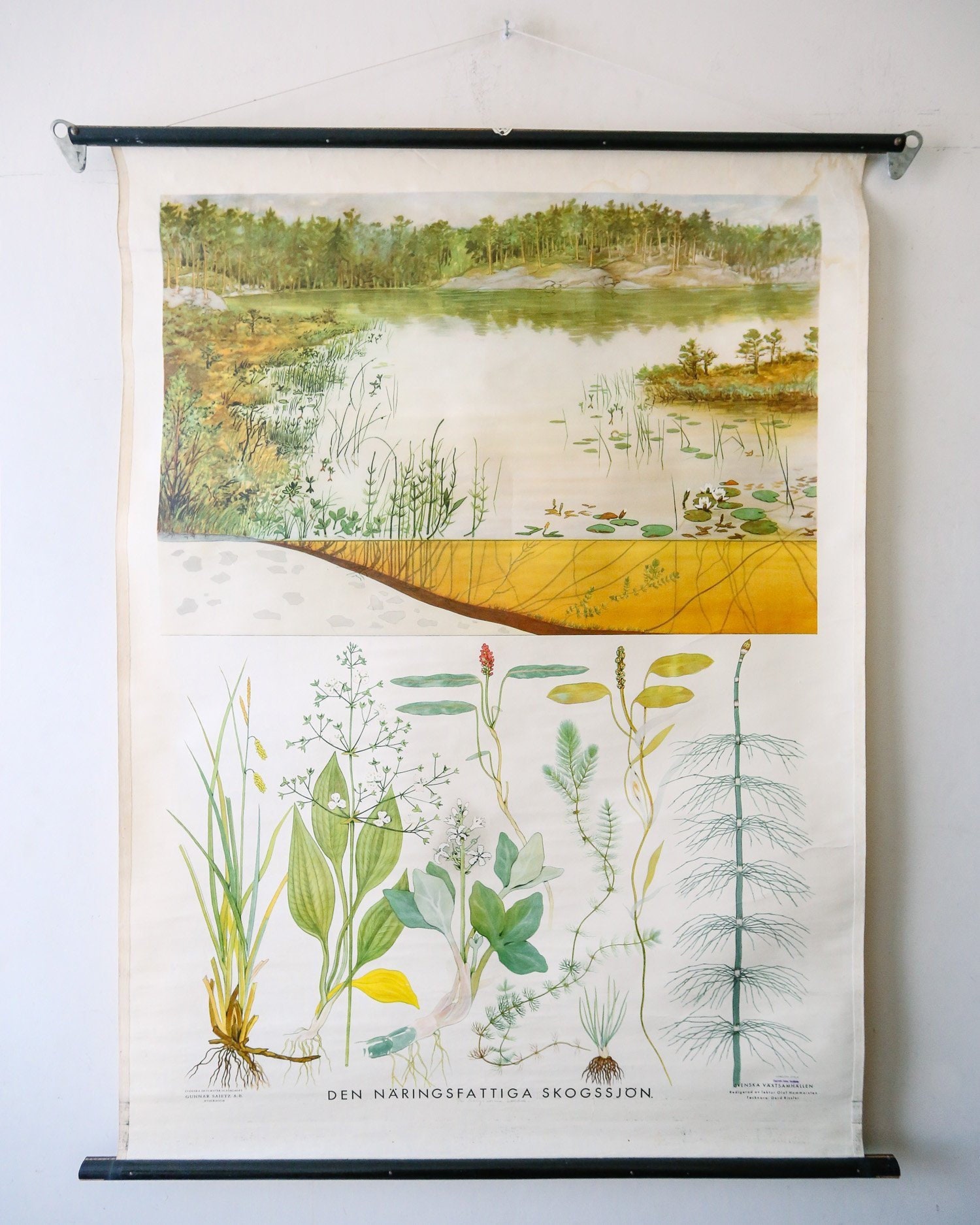 Pond Life Chart