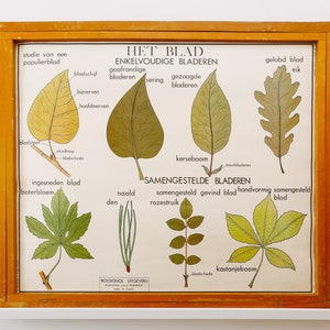 Original Double Face BOTANIQUE vintage Milieu du Siècle Flamand Carte Murale De L’Ecole Laisse La Plante STEM Botanique Belle Rare Rossingnol
