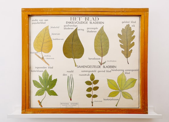 Original Double-Sided BOTANICAL Vintage Mid Century Flemish School Wall Chart LEAVES The Plant STEM Botany Beautiful Rare Rossingnol