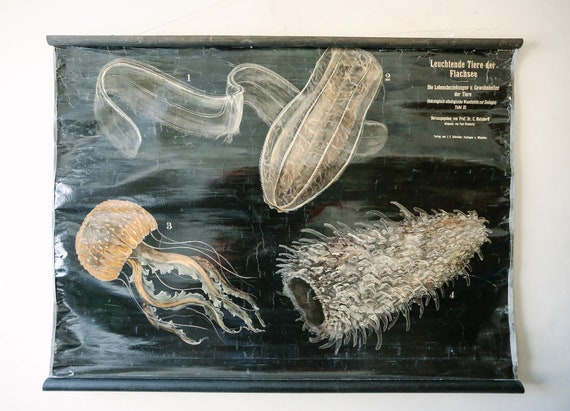 Original Antique ZOOLOGICAL Vintage German School Wall Chart JELLYFISH Jelly Fish Zoology Beautiful Rare Paul FLANDERKY