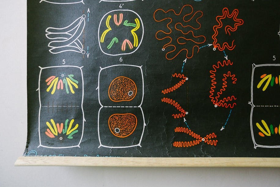 Original ANATOMICAL Vintage French School Chalk Wall Chart CELLS