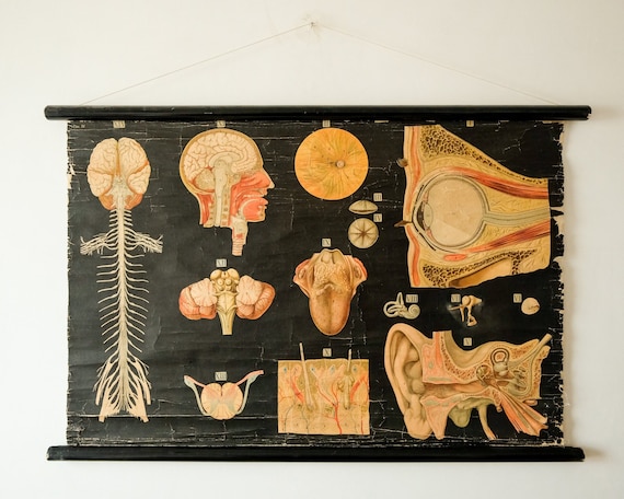 Original ANATOMICAL Vintage Antique German Educational School Wall Chart MUSCULATURE MUSCLES System Skeleton Anatomy Science Beautiful Rare