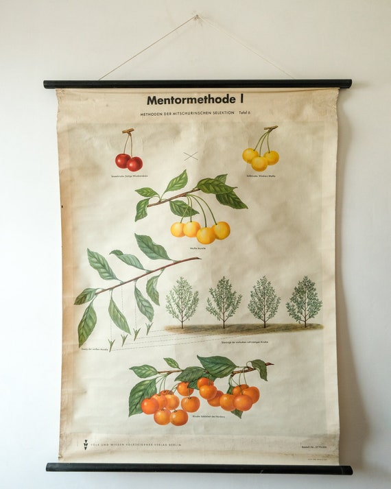 Original BOTANICAL Vintage German School Wall Chart MICHURIN'S SELECTION Botany Fruit Cherry Beautiful Rare Plant Genetics Volk Und Vissen