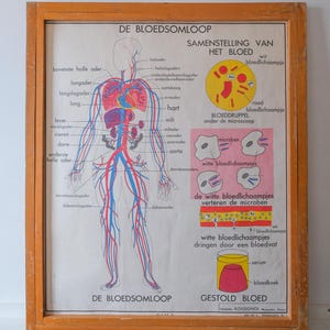 Original ANATOMICAL Vintage French School Print Human Anatomy Circulation Circulatory Veinous System The Heart MDI