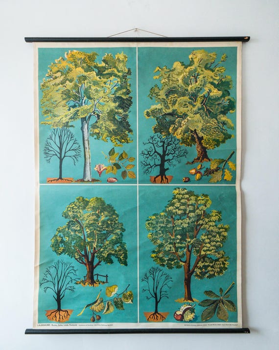Original BOTANICAL Vintage German School Wall Chart DECIDUOUS TREE Botany Beautiful Rare Fir Spruce Pine Larch Niels Bohn