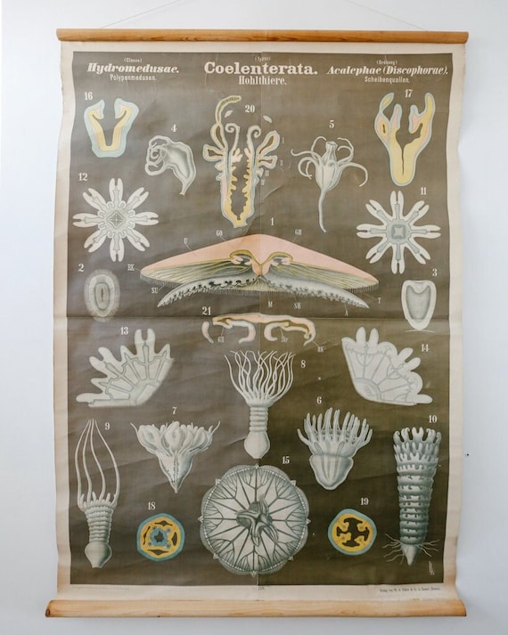 Original Antique Rudolf LEUCKART ZOOLOGICAL Vintage German School Wall Chart Coelenterata Hohlthiere JELLYFISH Zoology Beautiful Rare